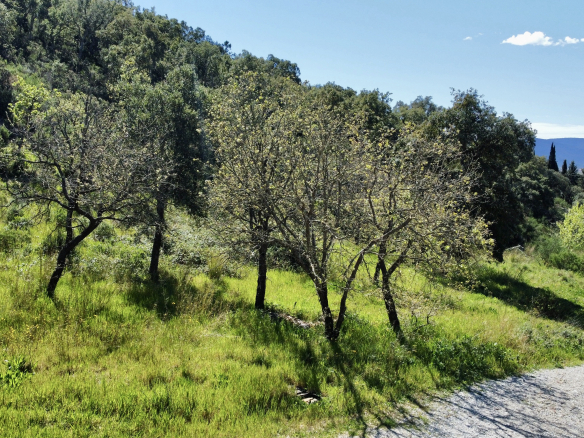 Luxury Property for sale in Grimaud Côte d'Azur - Real estate - Land - Plot