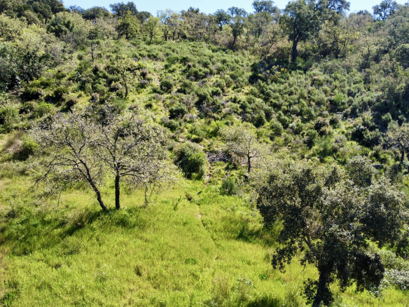 Luxury Property for sale in Grimaud Côte d'Azur - Real estate - Land - Plot