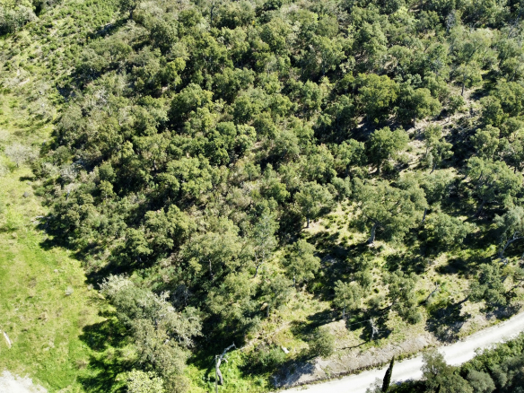 Luxury Property for sale in Grimaud Côte d'Azur - Real estate - Land - Plot